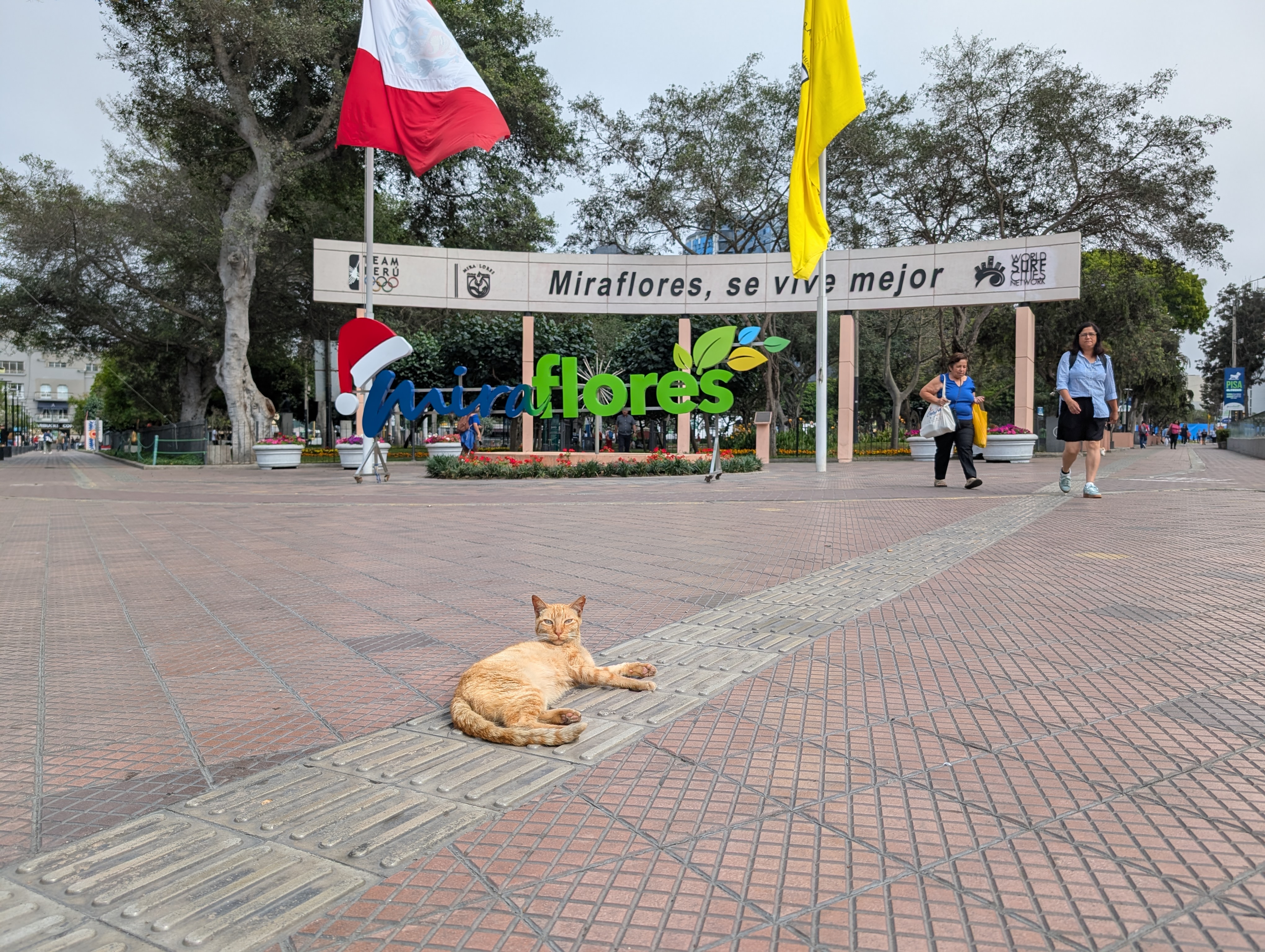 Gatos del Miraflores  - Image 1