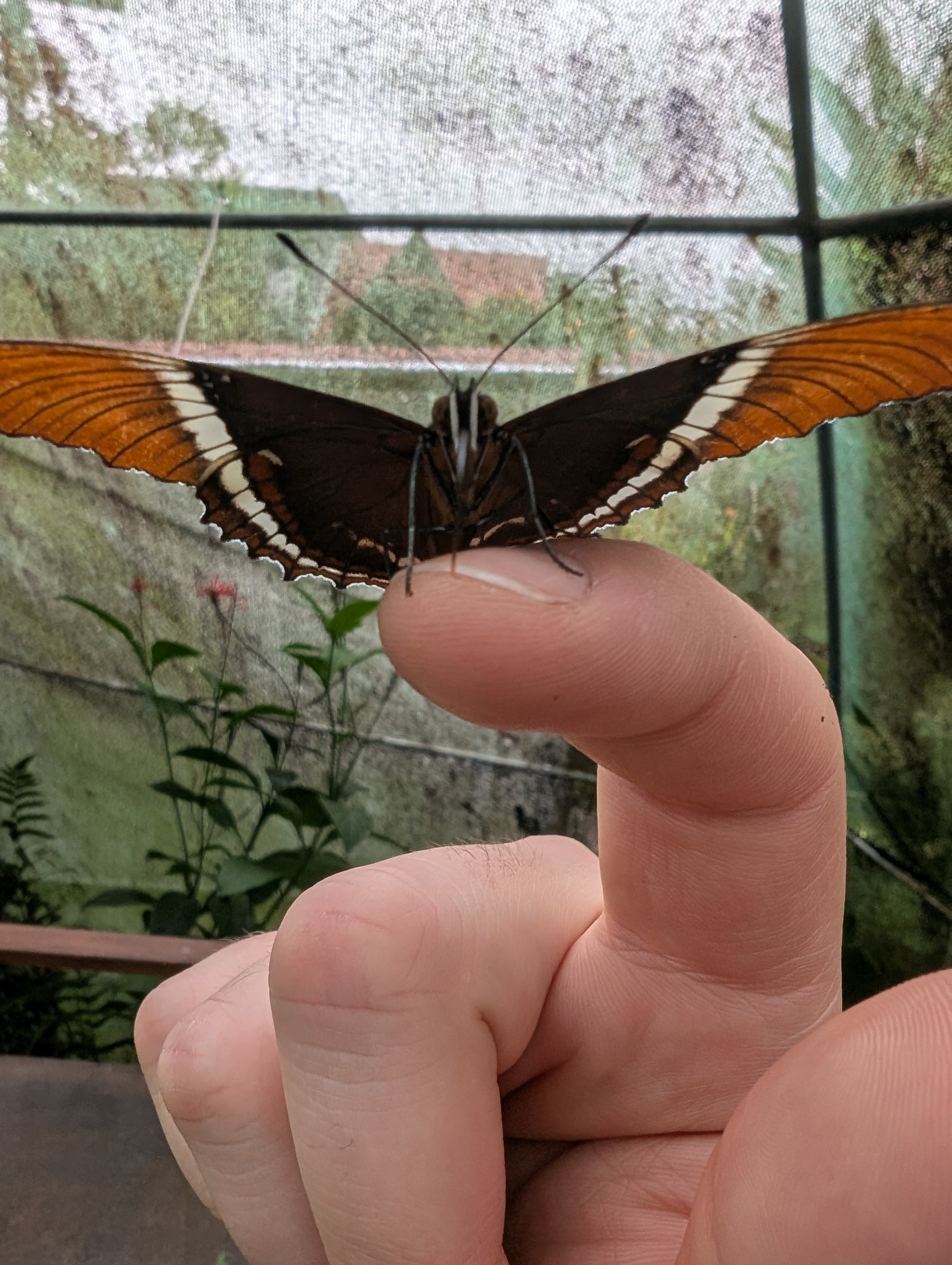 Costa Rica Butterflies - Image 1