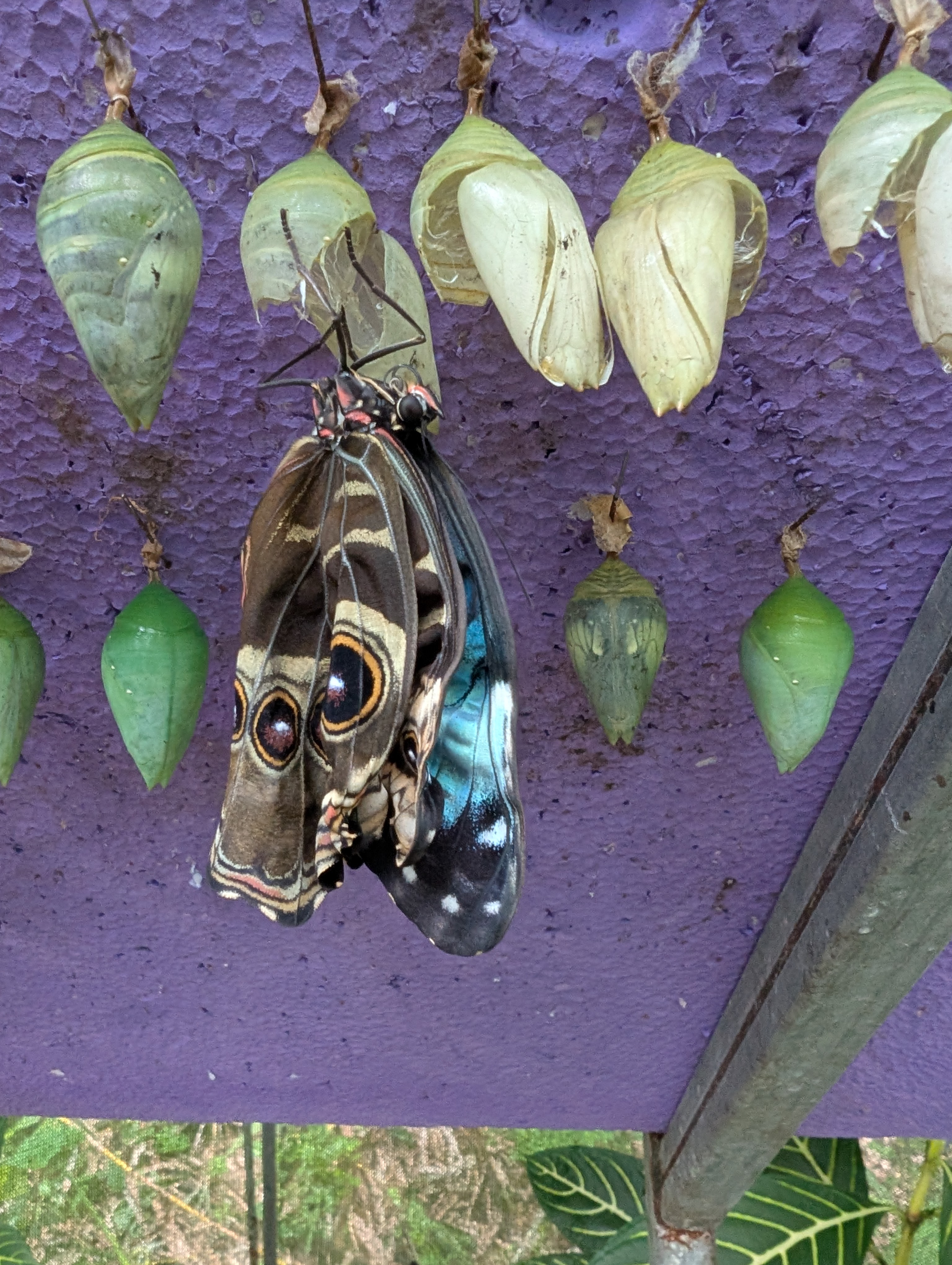 Costa Rica Butterflies - Image 2
