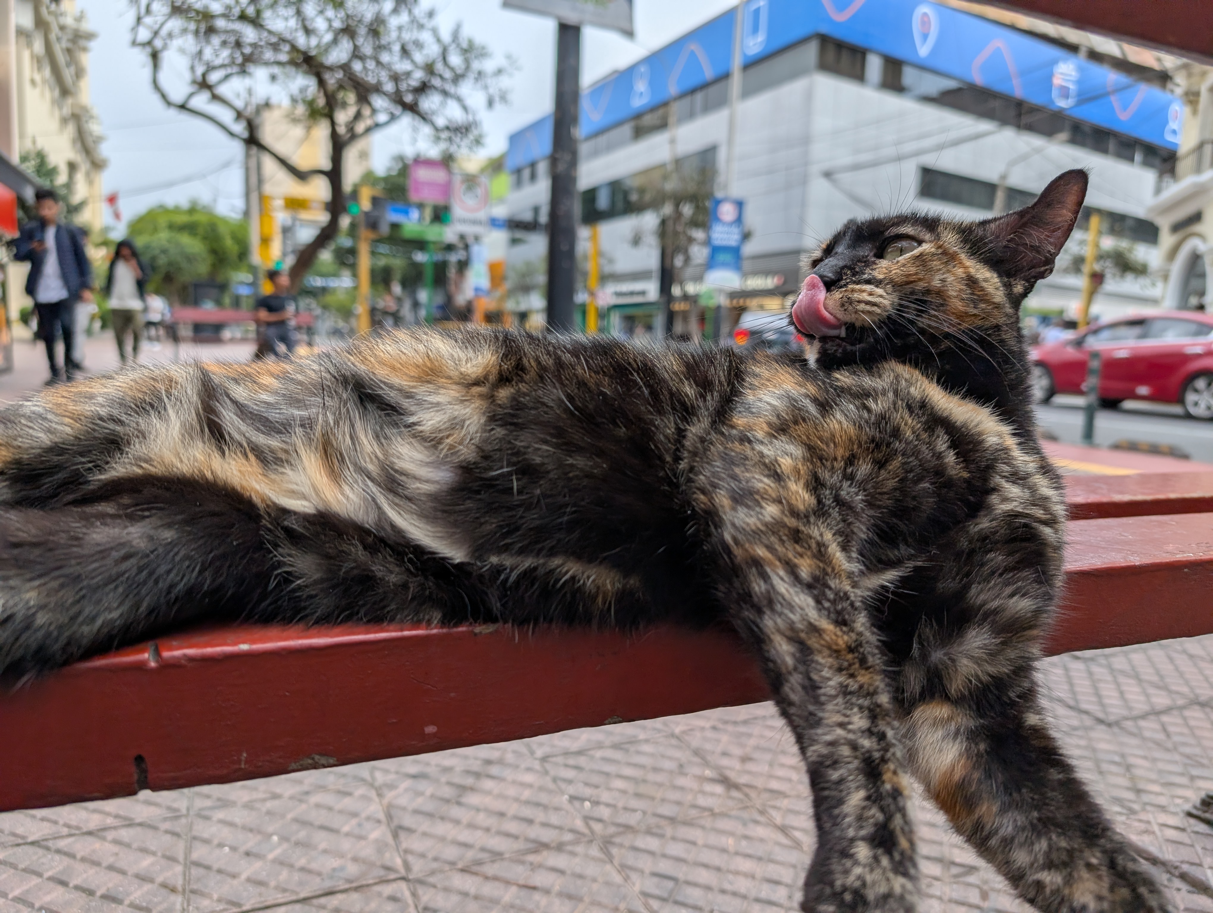 Gatos del Miraflores  - Image 2