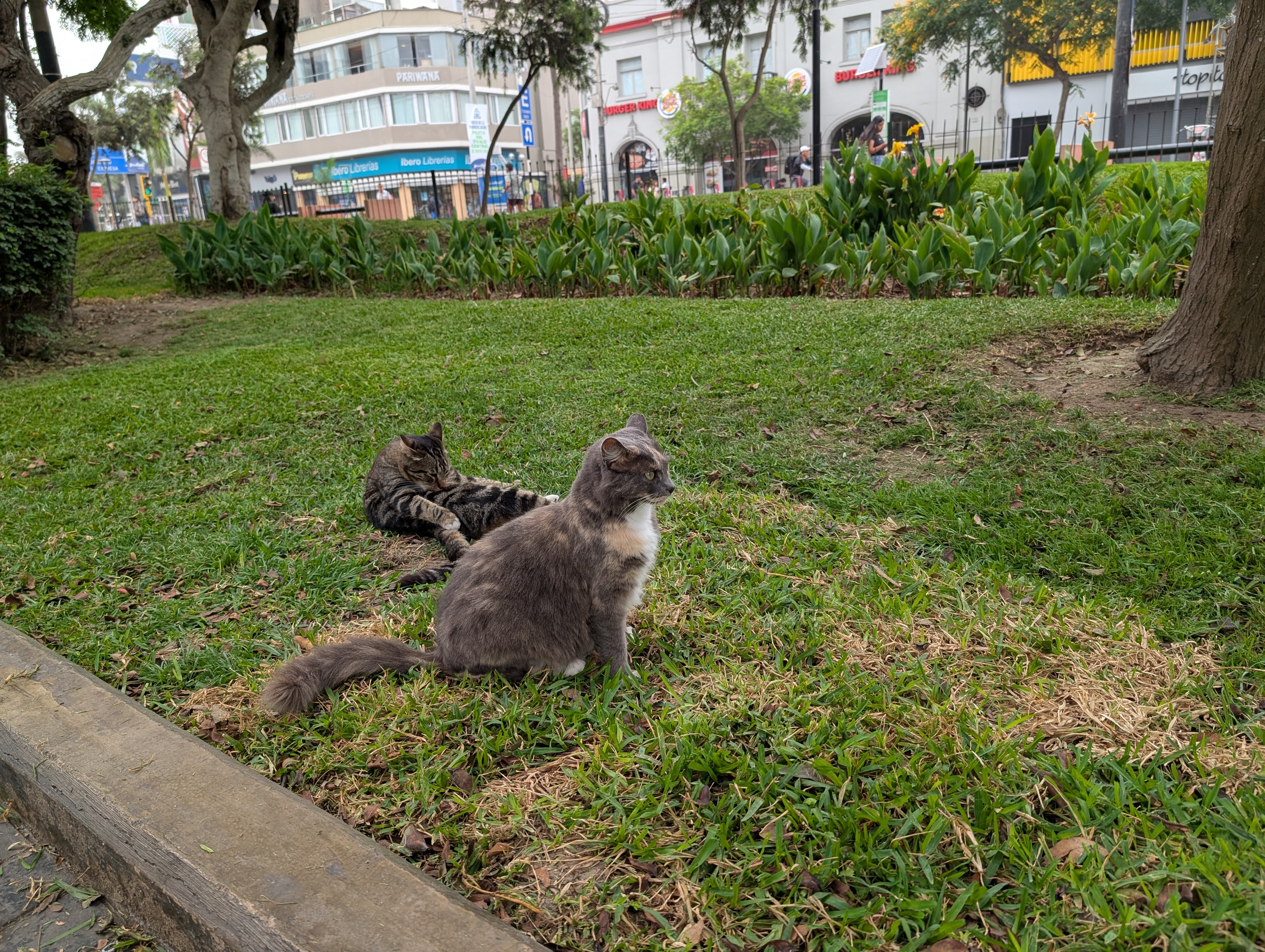 Gatos del Miraflores  - Image 5