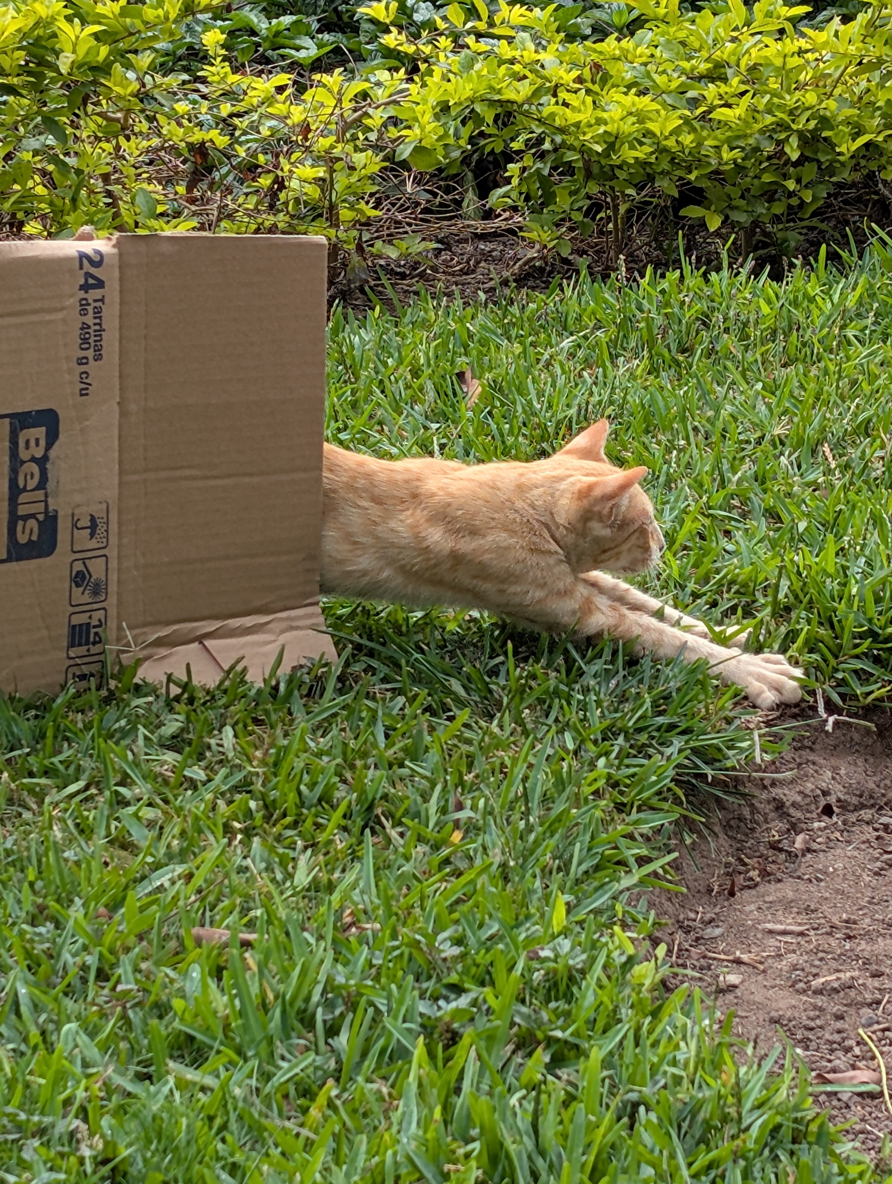 Gatos del Miraflores  - Image 3