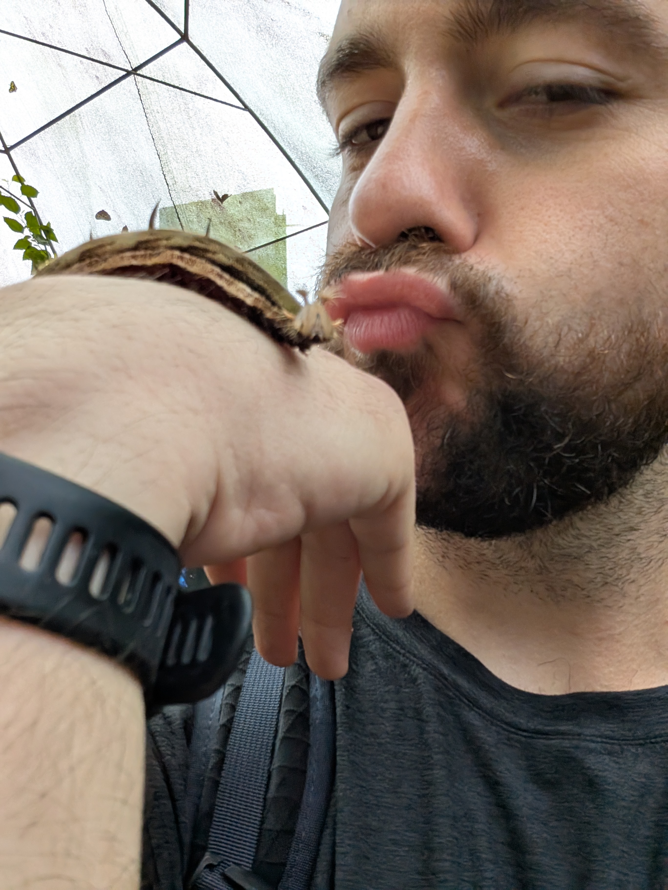 Costa Rica Butterflies - Image 5