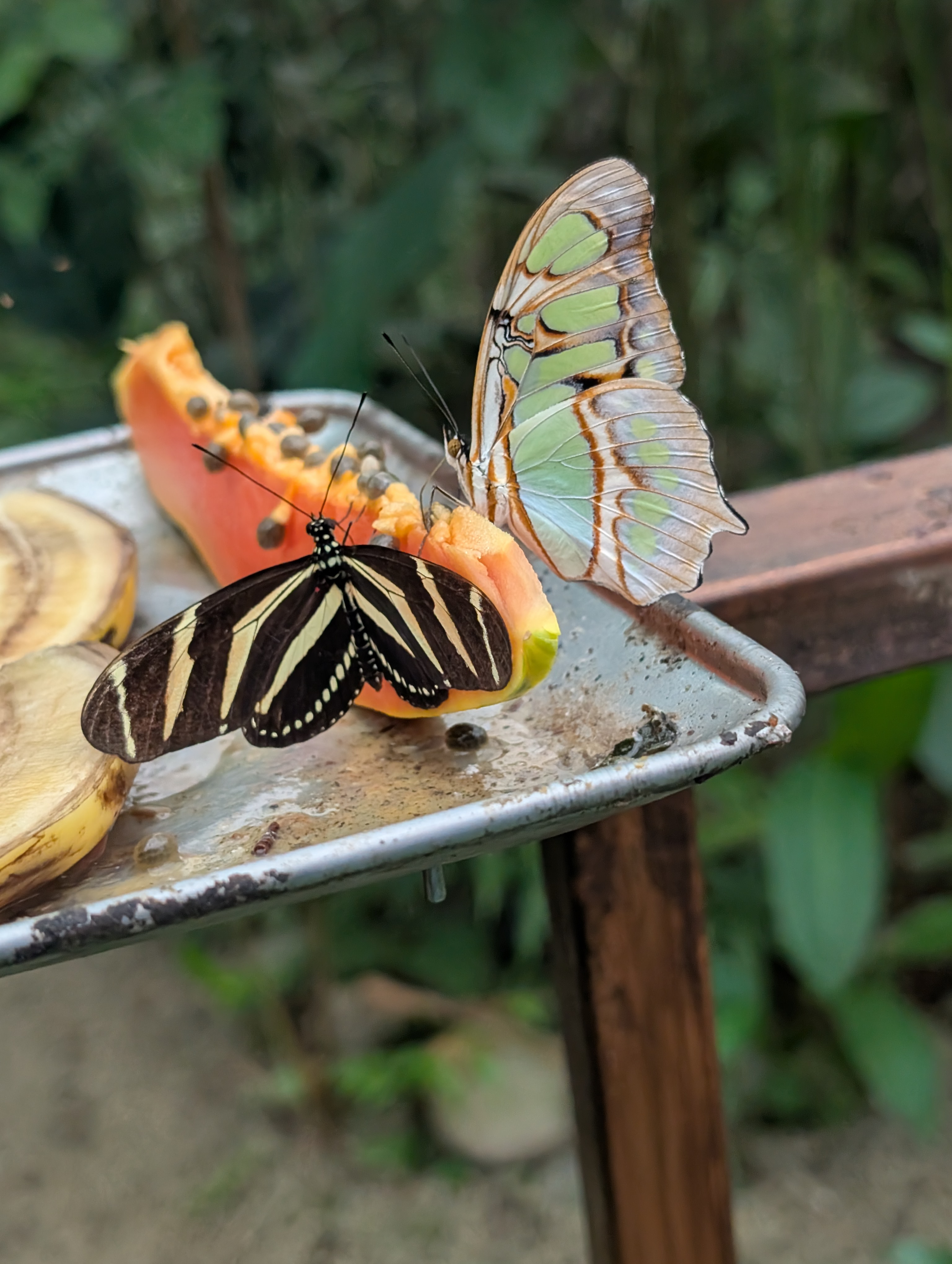 Costa Rica Butterflies - Image 4