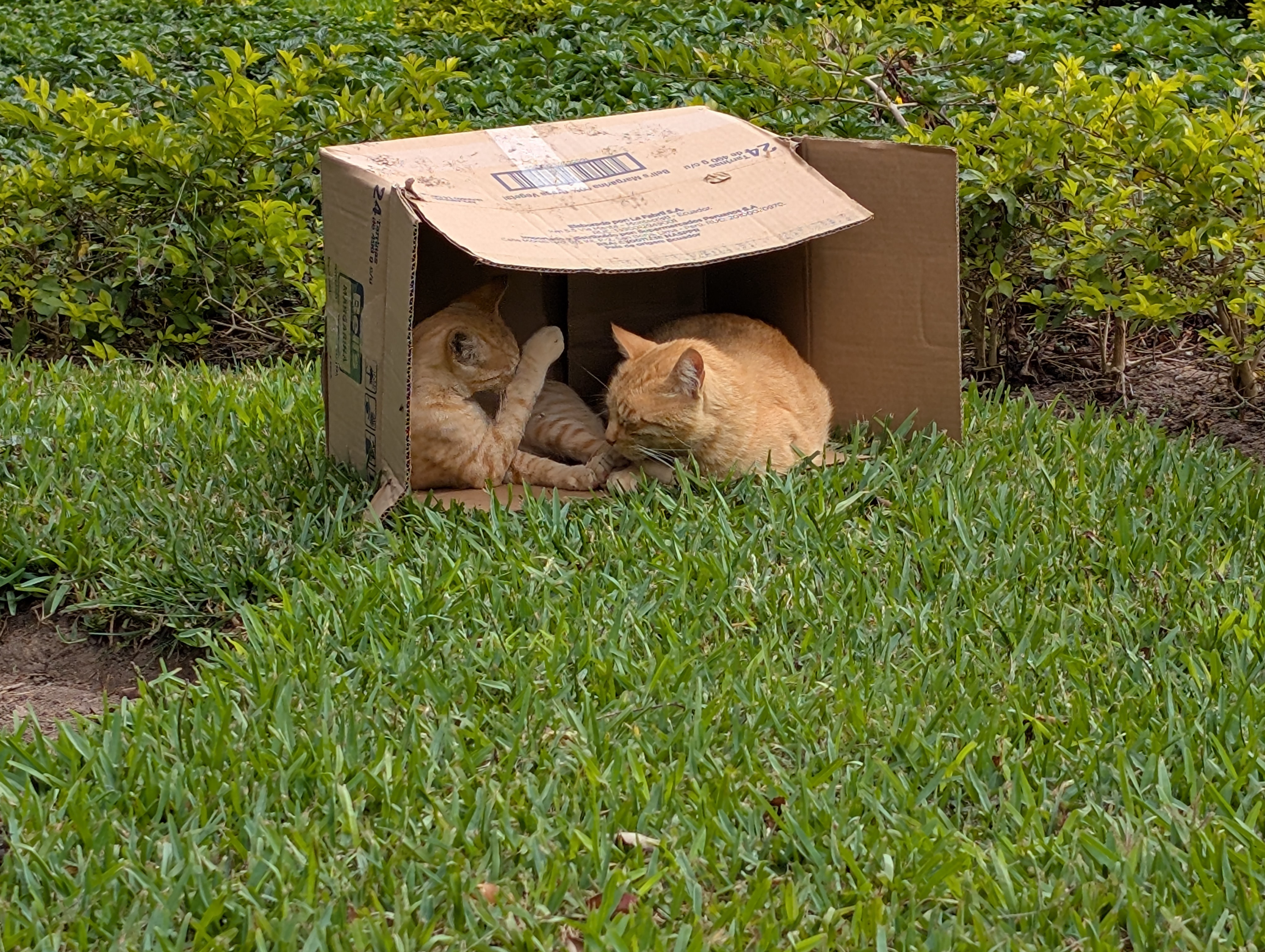 Gatos del Miraflores  - Image 4