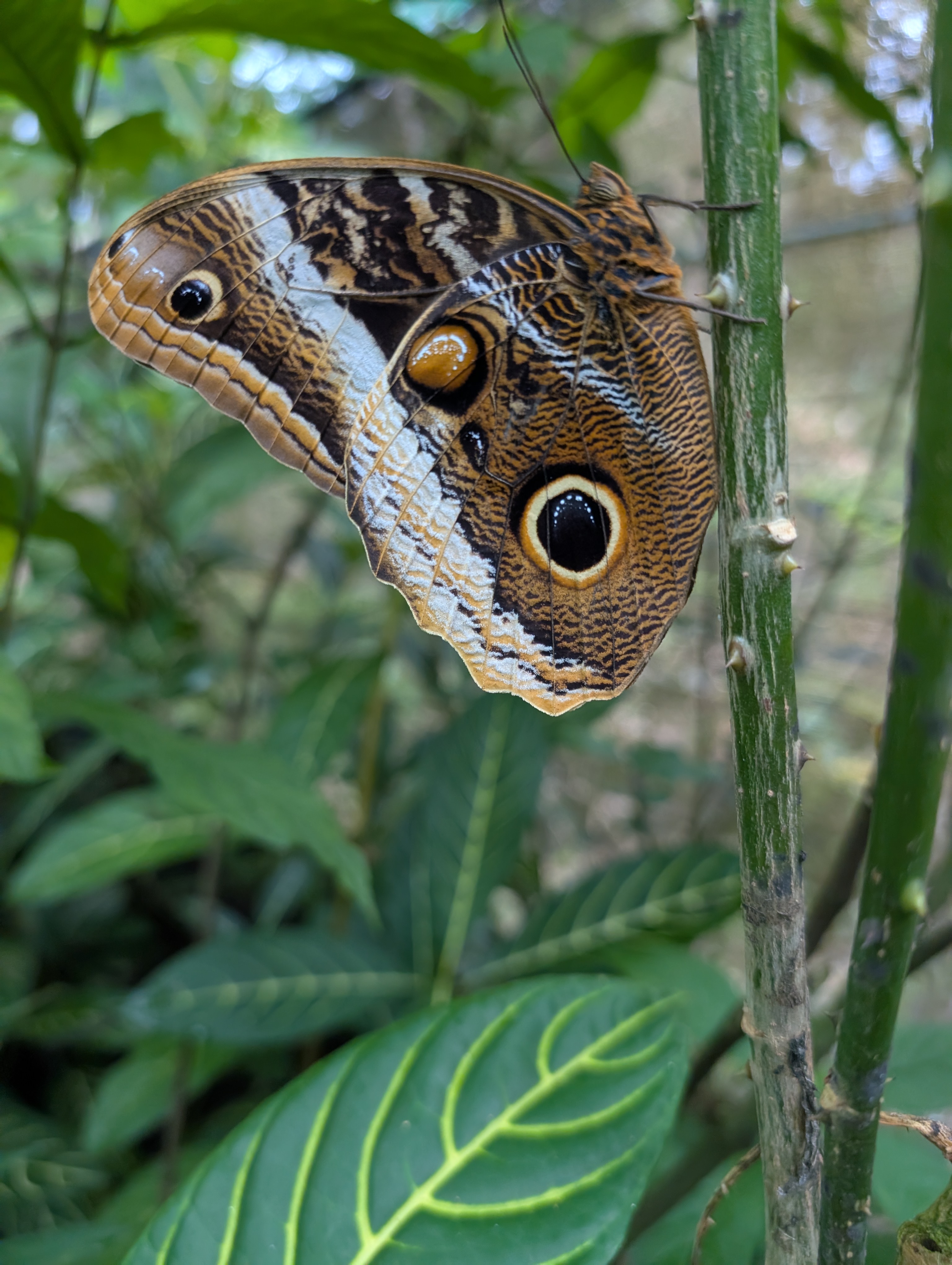 Costa Rica Butterflies - Image 3